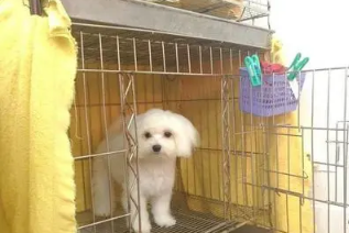 如何训练小狗进笼子