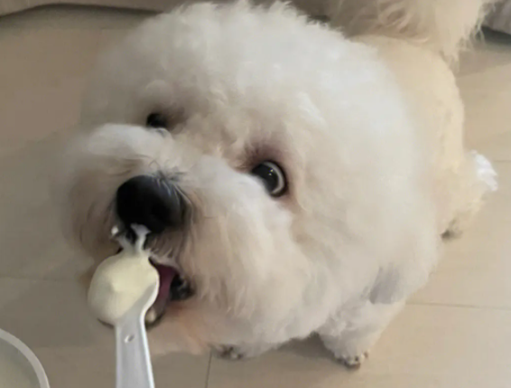 比熊可以吃酸奶吗
