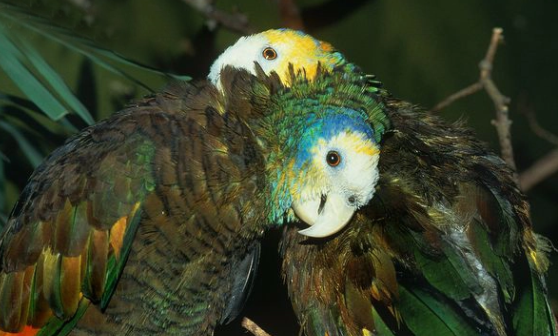 圣文生亚马逊鹦鹉多少钱?价格超实惠