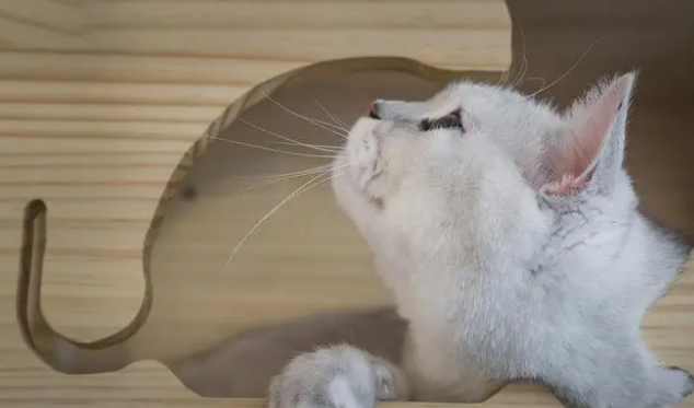 如何给流浪猫做窝