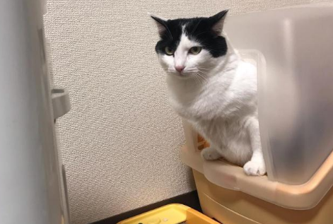 猫砂可以换吗 猫砂可以换吗