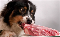狗狗食物温度多少为宜