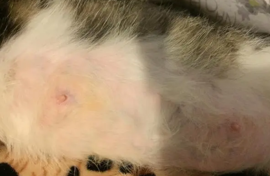 母猫哺乳后下腹一片硬块,要重视 母猫哺乳后下腹一片硬块,要重视