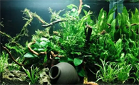 让鱼缸水保持清澈需要哪些水族耗材？