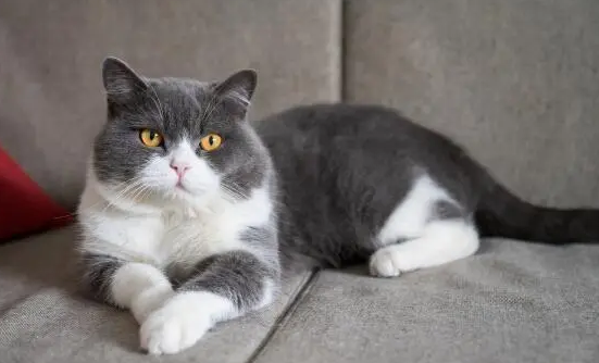 英国短毛猫价格