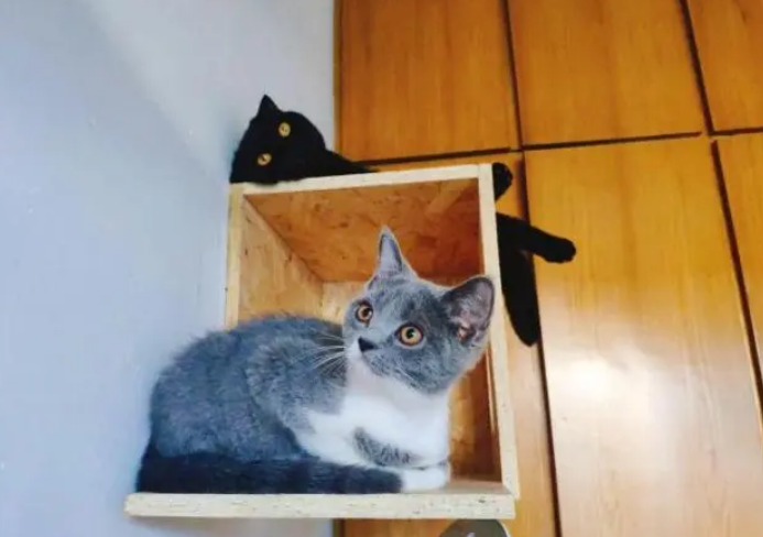 什么颜色的猫砂最好?铲屎官可别弄错了! 什么颜色的猫砂最好?铲屎官可别弄错了!