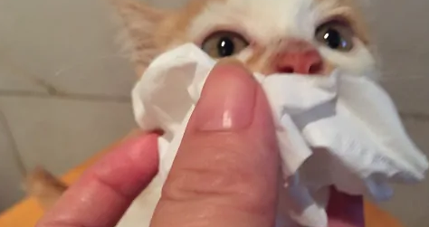 怎么帮猫咪滴眼药水 怎么帮猫咪滴眼药水