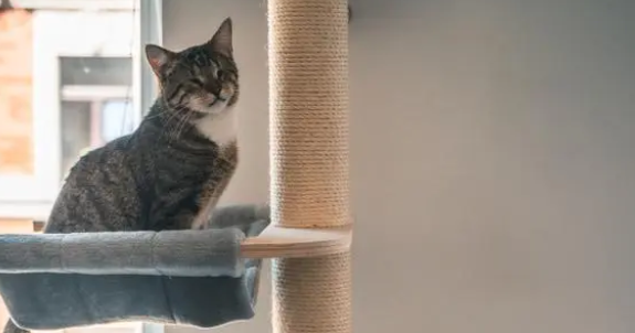 猫咪爱玩什么玩具