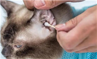 猫咪耳螨严重吗