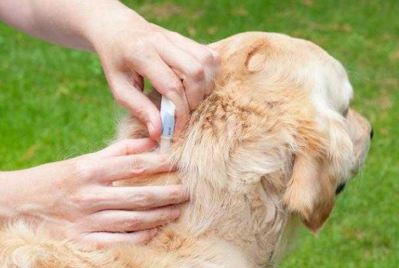 狗狗多久驱虫一次合适体内体外