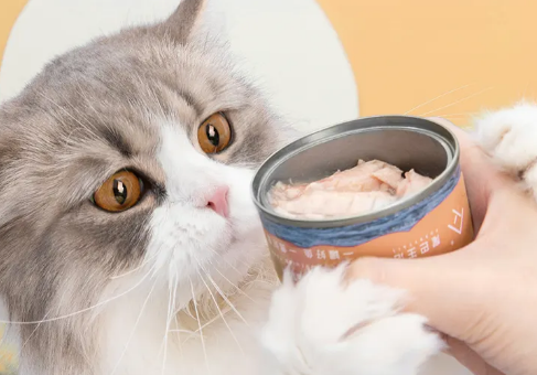 猫罐头可以放多久