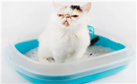 6l猫砂是多少克