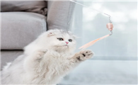 猫玩的玩具怎么做