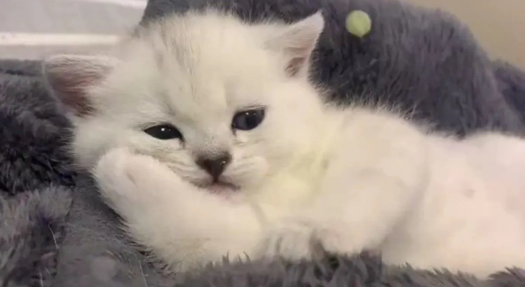 猫窝哪里便宜 猫窝哪里便宜