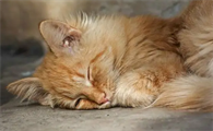 猫咪配种以后呕吐正常吗?铲屎官来看看吧