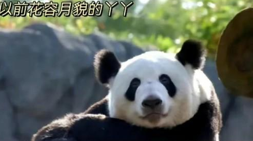 网友呼吁接回旅美大熊猫丫丫 大熊猫丫丫怎么了现状曝光
