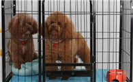 狗在笼子里撒尿怎么办