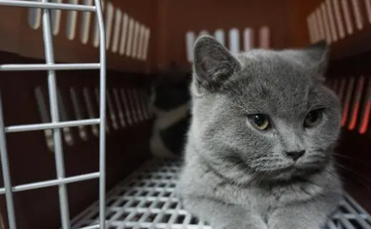 宠物猫咪寄养需要注意什么? 宠物猫咪寄养需要注意什么?
