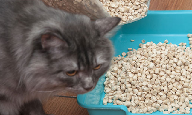 猫砂哪里有卖