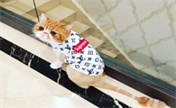 怎么找猫最有效的方法
