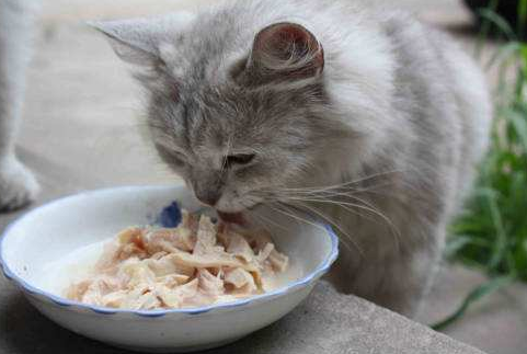 比较实惠的猫粮