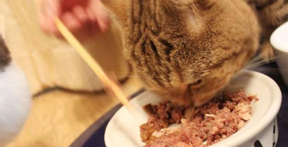 小猫罐头怎么吃