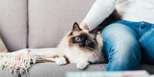 猫为什么主人走哪跟哪？看完你就知道了