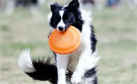 怎么训练狗狗接飞碟