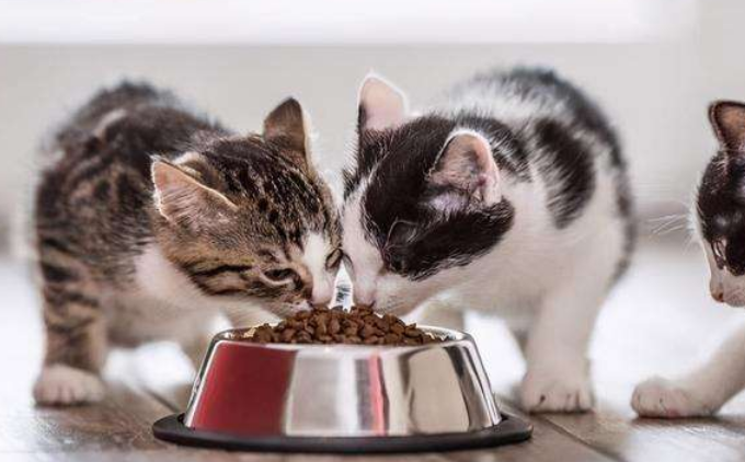猫粮排行榜前十名