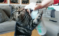 你家的猫罐头，可能都买错了！