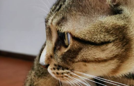 猫咪吃猫草的好处有哪些? 猫咪吃猫草的好处有哪些?