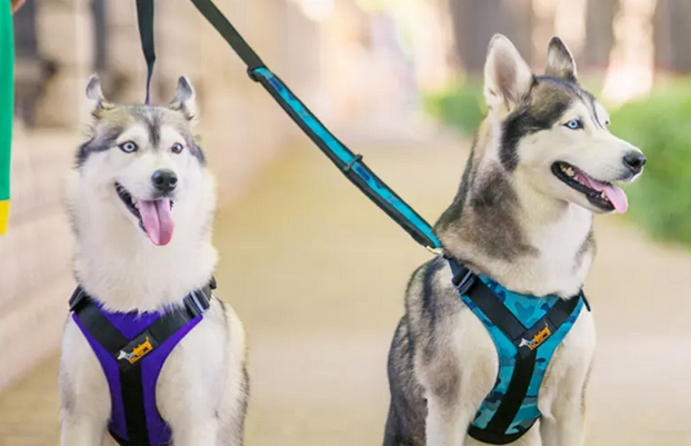 中型犬牵引绳多长合适