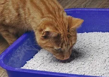 猫吃猫砂能拉出来吗？不知道的来这来看看