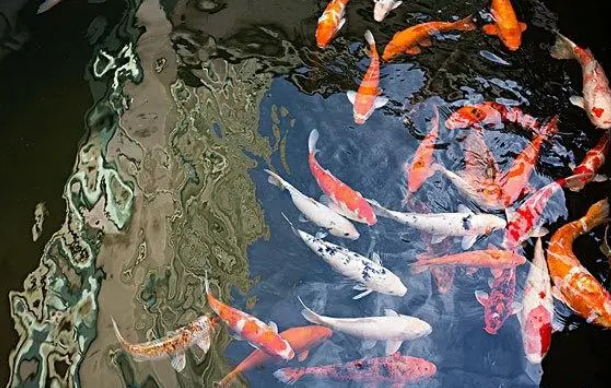 鱼缸水质变浑浊怎么办?做好这两个步骤能让你的鱼缸变回清澈透明 鱼缸水质变浑浊怎么办?做好这两个步骤能让你的鱼缸变回清澈透明