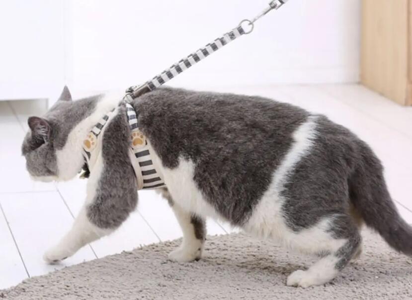 猫咪牵引绳多少钱一条