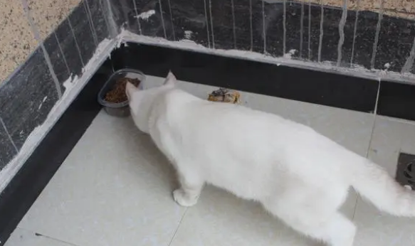 猫咪罐头的6条优缺点分享给你