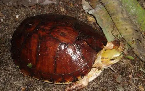 锯缘闭壳龟不喝水怎么办?看这里! 锯缘闭壳龟不喝水怎么办?看这里!