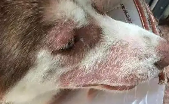 狗得皮肤病怎么办?铲屎官可以试试这些方法 狗得皮肤病怎么办?铲屎官可以试试这些方法