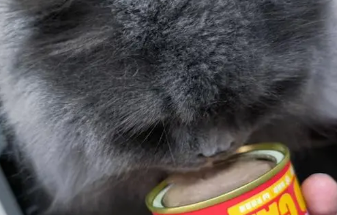 猫罐头：主食罐头和零食罐头区别