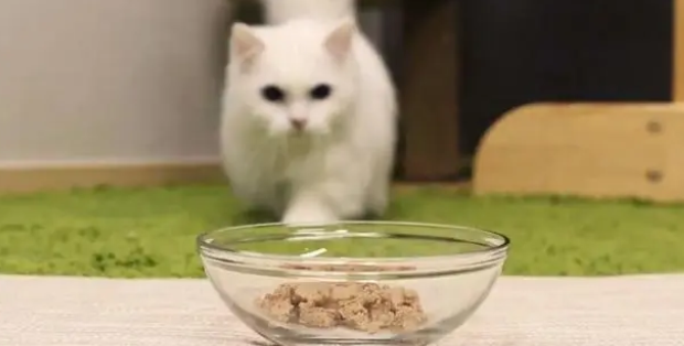 猫罐头有什么区别