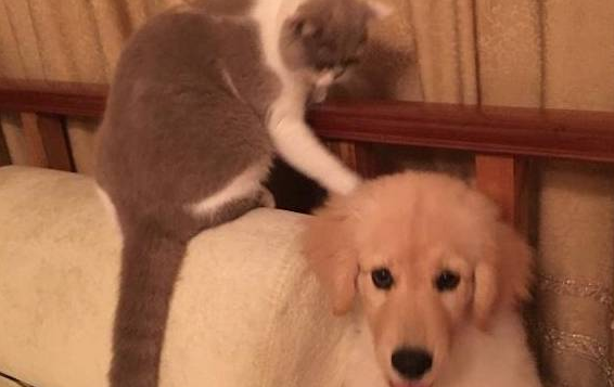 家里的蓝猫不简单，向金毛吐口水比羊驼还带劲