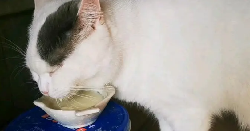 哪种酸奶猫咪可以喝