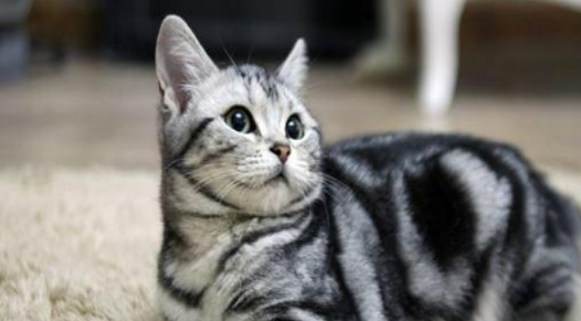 猫咪肠胃宝怎么喂