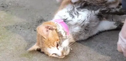 不停抽搐的小橘猫,虽然等到帮助,可最后还是没能把它留住 不停抽搐的小橘猫,虽然等到帮助,可最后还是没能把它留住