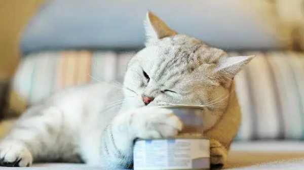长知识了，原来给猫咪挑选罐头并不简单！