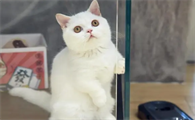 猫驱虫多久一次，体内体外是要同时驱虫吗？