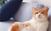 益生菌对猫咪有什么作用?