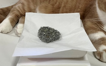 膨润土猫砂哪种好 膨润土猫砂哪种好