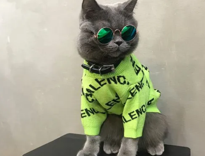宠物店有猫咪衣服卖吗