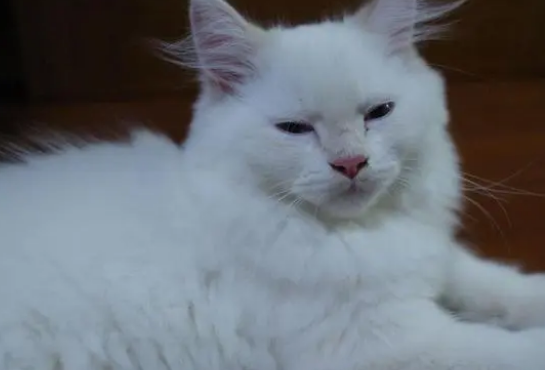 猫感冒吃阿莫西林有用吗 猫感冒吃阿莫西林有用吗